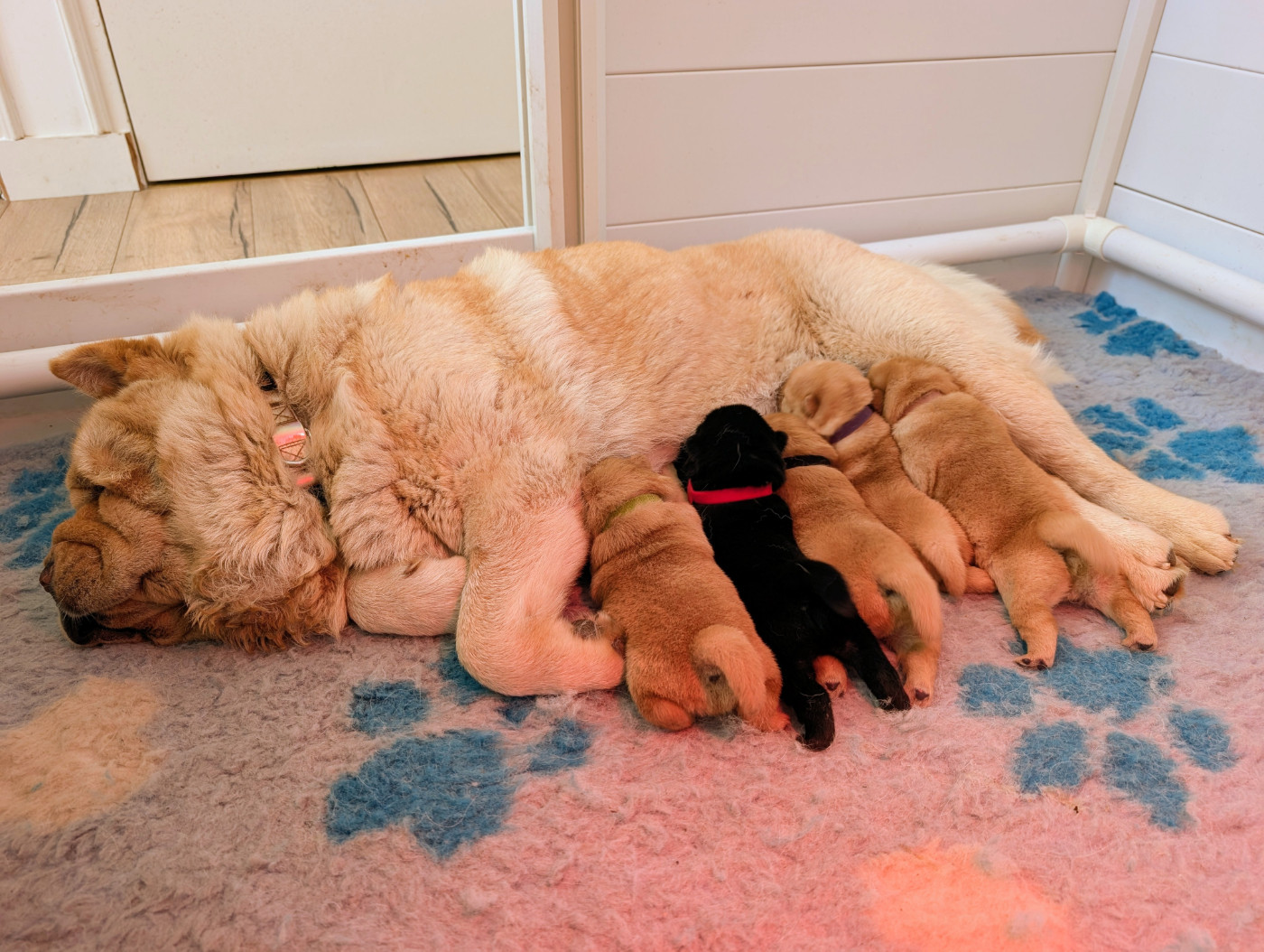 Chiot Chow Chow Des Pandas D'Azur