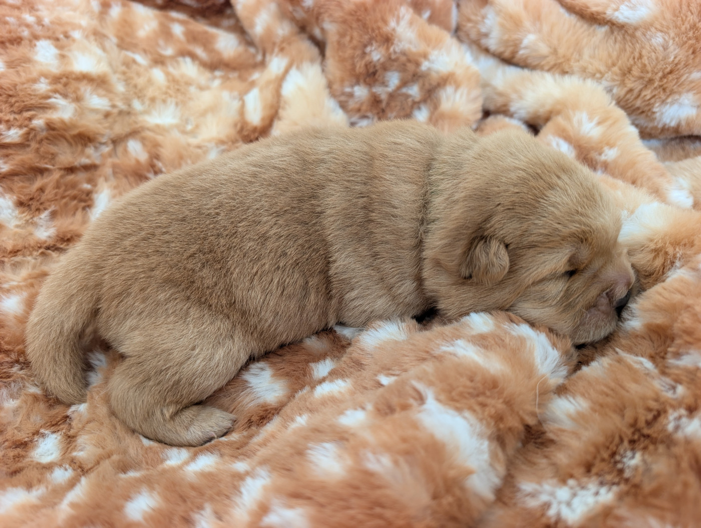 Des Pandas D'Azur - Chiots disponibles - Chow Chow