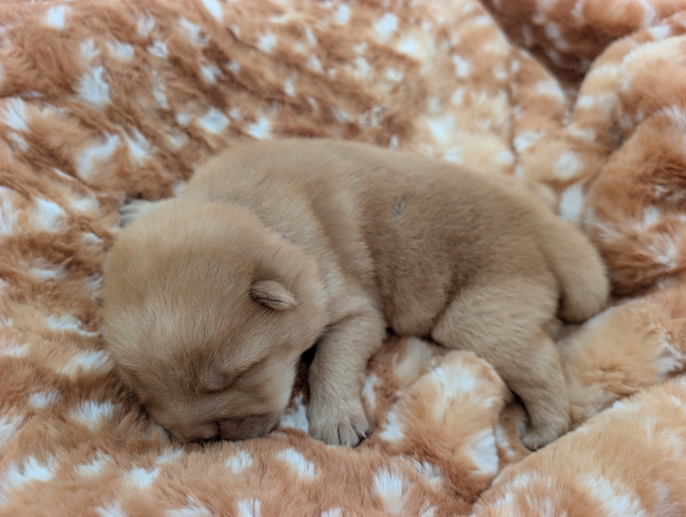 Des Pandas D'Azur - Chiots disponibles - Chow Chow