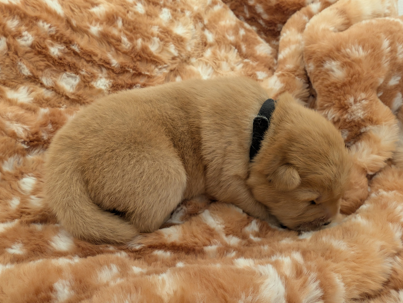 Des Pandas D'Azur - Chiots disponibles - Chow Chow