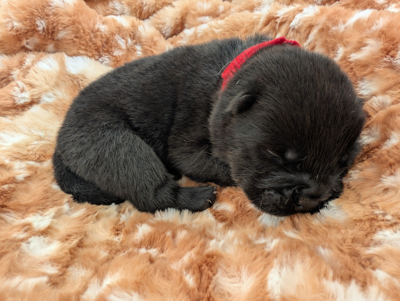 Des Pandas D'Azur - Chiots disponibles - Chow Chow